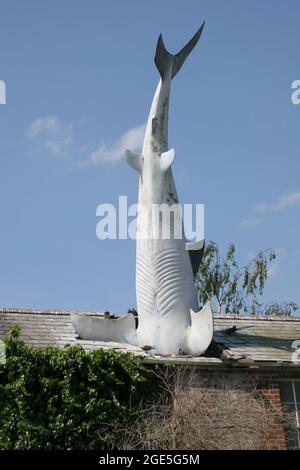 Bill Heine's Shark in einer Dachstatue in Headington, Oxford, Großbritannien Stockfoto