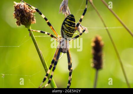 Nahaufnahme der Wespenspinne, argiope bruennichi auf Gras sitzend Stockfoto