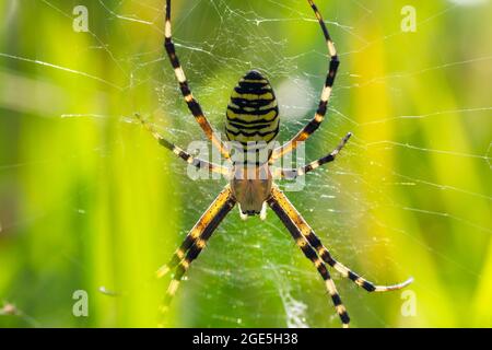 Nahaufnahme der Wespenspinne, argiope bruennichi, die im Gras auf dem Netz sitzt Stockfoto