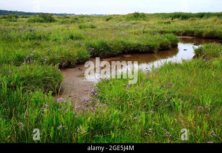 Gewöhnlicher Meereslavender, Limonium vulgare, wächst am Standort an der Nord-Norfolk-Küste bei Blakeney Eye, Blakeney, Norfolk, England, Vereinigtes Königreich. Stockfoto