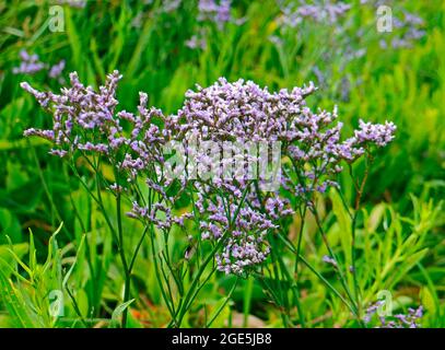 Ein Blick auf die Blumen des Common Sea-Lavender, Limonium vulgare, an der Nord-Norfolk-Küste in Blakeney, Norfolk, England, Vereinigtes Königreich. Stockfoto