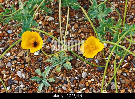 Gelber Mohnbohne, Glaucium flavum, blühend mit besuchter Hummel auf Küstenschindeln in Blakeney, Norfolk, England, Vereinigtes Königreich. Stockfoto