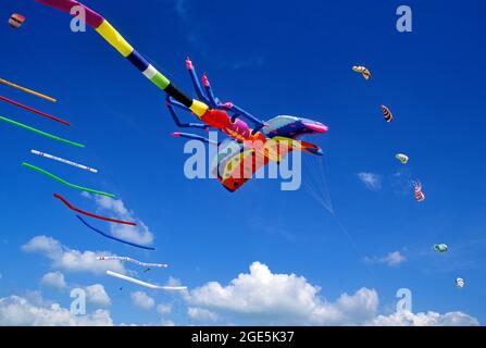 FRANKREICH, KITE FESTIVAL, DER PRAYING MANTIS KITE OHNE STRUKTUR VON PETER RIELET DEUTSCHER DRACHENDESIGNER Stockfoto