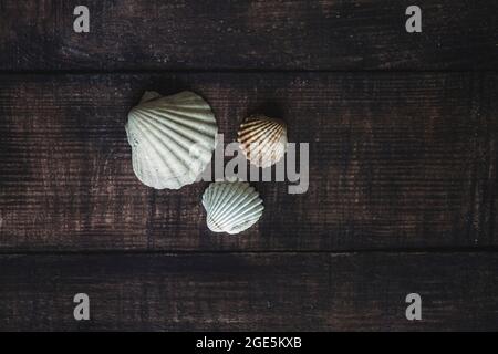 Komposition von Muscheln auf Holzhintergrund., horizontales Bild. Stockfoto