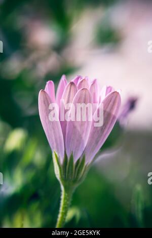 Schöne rosa Gerbera Gänseblümchen rosa Blume isoliert auf natürlichen unscharf Hintergrund. Vertikales Bild Stockfoto