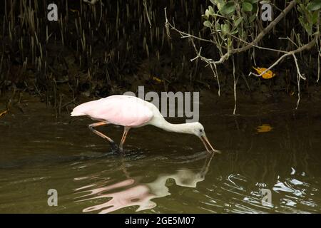 Löffelschnabel im Flachwasser auf der Suche nach Nahrung. Stockfoto