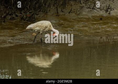 Weißer Ibis (Eudocimus albus), der bei Ebbe in den Mangroven nach Nahrung sucht. Stockfoto
