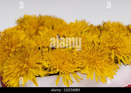 Gelbe Blüten in einer Schachtel auf weißem Hintergrund. Stockfoto