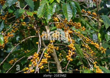 Gelber Bourbon-Kaffeebaum, die gelbe Beerenfrucht-Sorte von Coffea arabica Stockfoto