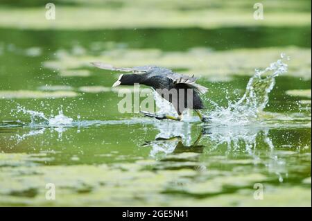 Eurasischer Ruß (Fulica atra) läuft auf einem See, Bayern, Deutschland Stockfoto