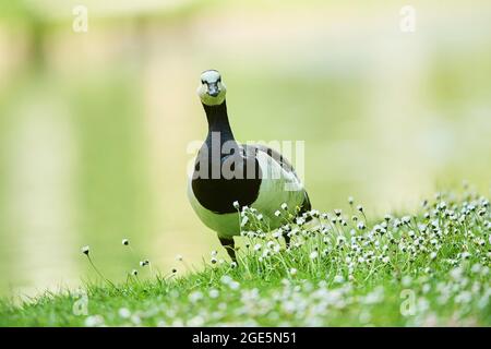 Barnakel-Gans (Branta leucopsis) auf einer Wiese, Bayern, Deutschland Stockfoto