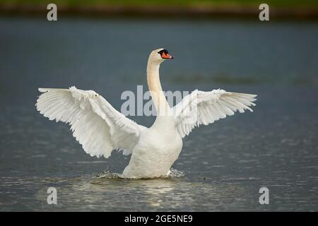 Stummer Schwan (Cygnus olor) schüttelt seine Flügel auf einem See, Bayern, Deutschland Stockfoto