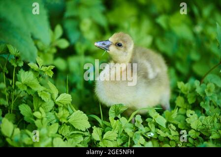 Graugans (Anser anser) oder Graugansküken auf einer Wiese, Portrait, Bayern, Deutschland Stockfoto