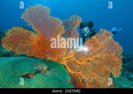 Ein großer Fan-Korallen (Anella mollis), Andamanensee, Similan-Inseln, Thailand