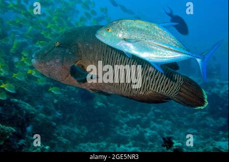 Blaues Trevally (Caranx melampygus) Jagd im Schatten von jungen Napoleon-Fischen (Cheilinus undulatus), Indischer Ozean, Malediven Stockfoto