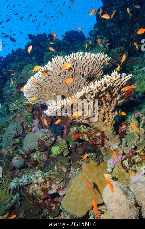 Hyazinthe Table Coral (Acropora hyacinthus) im Korallenriff, über Schmuckflaggen (Pseudanthias scamipinnis), Indischer Ozean, Malediven Stockfoto