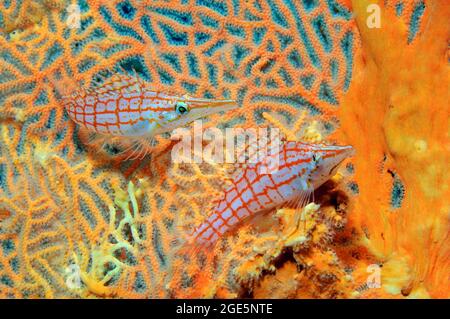 Ein Paar Langnasenhahnfische (Oxycirrhites typus), die in Hicksons Riesenfächerkoralle (Subergorgia hicksoni-mollis), Pazifischer Ozean, Bali, sitzen Stockfoto