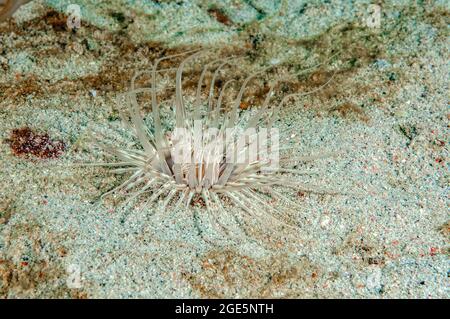 Die Tentakeln der filigranen Zylinderrose stammen aus dem Meeresboden (Cerianthus filiformis), der philippinischen See, Cebu, Philippinen Stockfoto