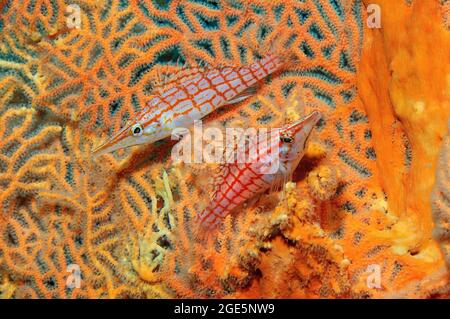 Ein Paar Langnasenhahnfische (Oxycirrhites typus), die in Hicksons Riesenfächerkoralle (Subergorgia hicksoni-mollis), Pazifischer Ozean, Bali, sitzen Stockfoto