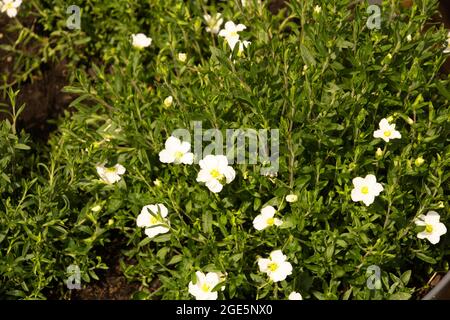 Bergsandkraut ist eine blühende Pflanze aus der Familie der Caryophyllaceae, die in deutschland wächst Stockfoto