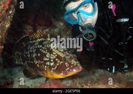 Tauch mit Blick auf Dusky Grouper (Epinephelus marginatus) aus nächster Nähe, Ostatlantik, Kanarische Inseln, Furteventura, Spanien Stockfoto