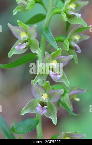 Breitblättrige Sumpforchidee (Epipactis helleborine) Blumen einer Orchidee, Siegerland, Nordrhein-Westfalen, Deutschland Stockfoto