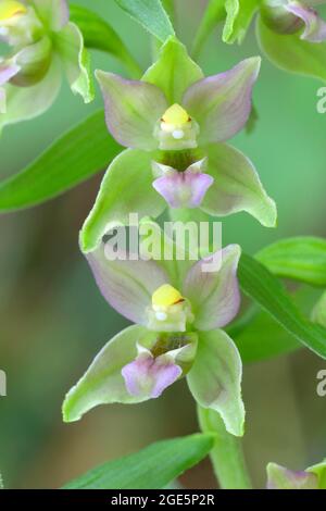 Breitblättrige Sumpforchidee (Epipactis helleborine) Blumen einer Orchidee, Siegerland, Nordrhein-Westfalen, Deutschland Stockfoto