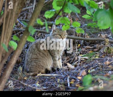 Wildkatze (Felis silvestris), Nationalpark Bayerischer Wald, Deutschland Stockfoto