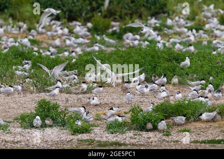 Sandwich-Ternen (Thalasseus sandvicensis), Zuchtkolonie, Texel-Insel, Niederlande Stockfoto