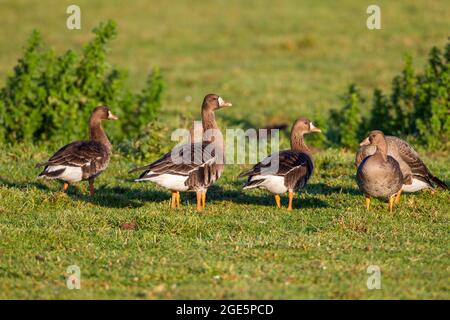 Großgänse (Anser albifrons), Bislicher Insel, Niederrhein, Deutschland Stockfoto