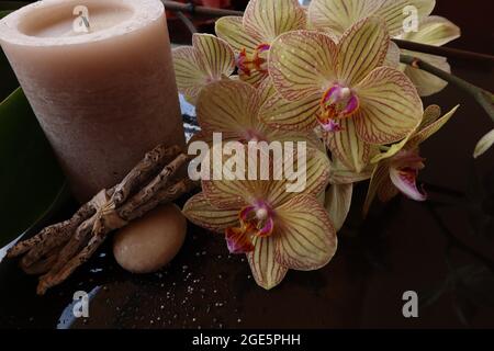 NAHAUFNAHME VON GELBEN ORCHIDEEN, BESONDEREN BLUMEN Stockfoto
