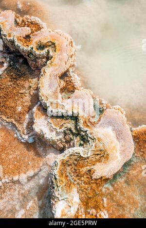 Detailfoto, heiße Quelle mit orangen Mineralvorkommen und Bakterienkolonien, Palette Springs, Upper Terraces, Mammoth Hot Springs, Yellowstone Stockfoto