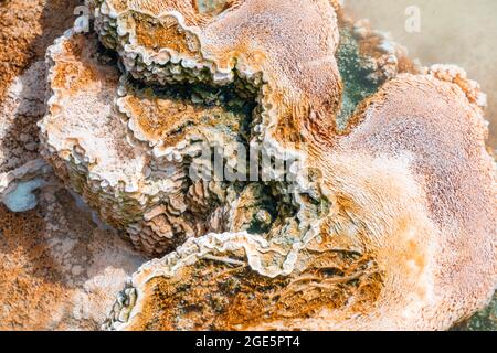 Detailfoto, heiße Quelle mit orangen Mineralvorkommen und Bakterienkolonien, Palette Springs, Upper Terraces, Mammoth Hot Springs, Yellowstone Stockfoto