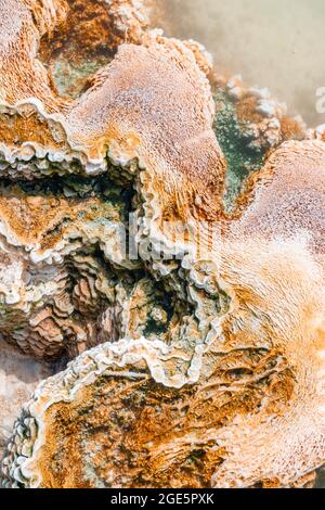 Detailfoto, heiße Quelle mit orangen Mineralvorkommen und Bakterienkolonien, Palette Springs, Upper Terraces, Mammoth Hot Springs, Yellowstone Stockfoto