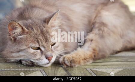 Ausgezüchtete flauschige Katze dötzt. Porträt einer grauen Katze. Stockfoto