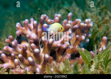 Der Graue Hummbug (Dascyllus marginatus) sucht Schutz in der Stylophora-Steinkoralle (Stylophora subseriata) auf der Seegraswiese am Roten Meer, Aqaba Stockfoto