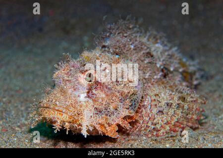 Bärtiger, kieseliger Skorpionfisch (Scorpaenopsis barbata) auf sandigen Grund, Rotes Meer, Aqaba, Königreich Jordanien Stockfoto