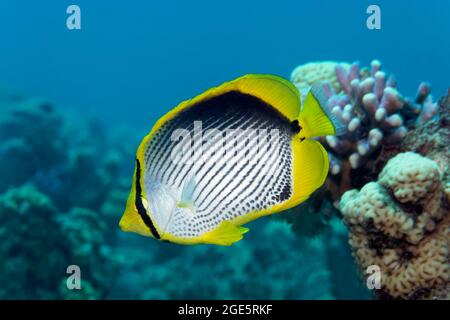 Blackback Butterflyfish (Chaetodon melannotus) schwimmt über Korallenriff, Rotes Meer, Aqaba, Königreich Jordanien Stockfoto