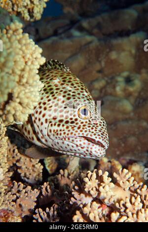 Braunfleckiger Zackenbarsch (Epinephelus chlorostigma), versteckt hinter Korallen, Rotes Meer, Aqaba, Königreich Jordanien Stockfoto