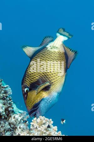 Titantriggerfische (Balistoides viridescens), die sich an Steinkorallen, am Roten Meer, Aqaba, Jordanien ernähren Stockfoto