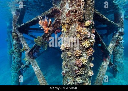 Steg überwuchert mit Steinkorallen, gemeiner Löwenfisch (Pterois Miles), Rotes Meer, Aqaba, Jordanien Stockfoto