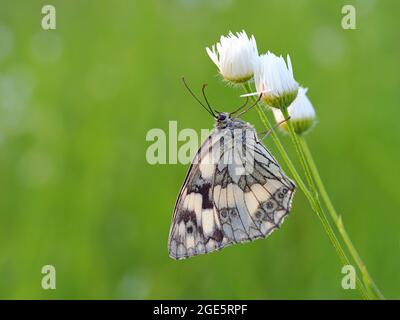 Marmorweiß (Melanargia galathea), Solms, Hessen Stockfoto