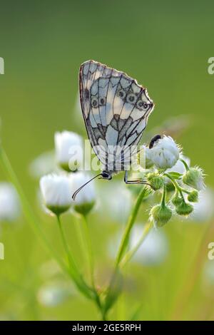 Marmorweiß (Melanargia galathea), Solms, Hessen Stockfoto