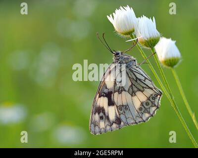 Marmorweiß (Melanargia galathea), Solms, Hessen Stockfoto