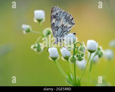 Marmorweiß (Melanargia galathea), Solms, Hessen Stockfoto