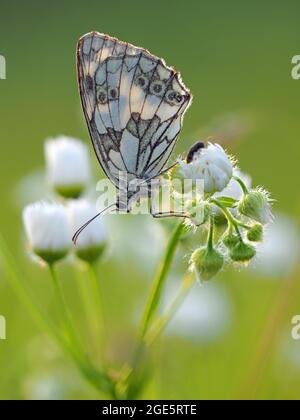 Marmorweiß (Melanargia galathea), Solms, Hessen Stockfoto