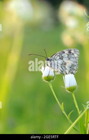 Marmorweiß (Melanargia galathea), Solms, Hessen Stockfoto