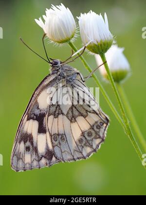 Marmorweiß (Melanargia galathea), Solms, Hessen Stockfoto