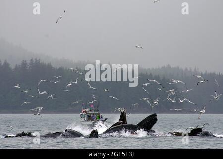 Eine Gruppe Buckelwale vor einem kleinen Boot, Möwen am Himmel, Luftblasenfutter, Juneau, Inside Passage, Alaska, USA Stockfoto