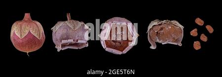 Zimmeralpenviolett (Cyclamen persicum Hybride), Samenkapsel unreif und reif, Samen östliches Mittelmeer, Deutschland Stockfoto